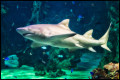 Sand Tiger Shark in Sydney Aquarium