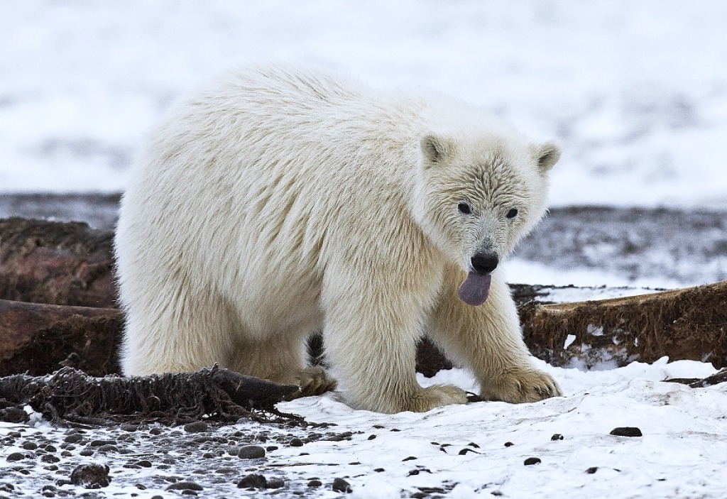 Bébé ours polaire, Refuge national de la vie sauvage de l'Arctique jigsaw puzzle in Animaux puzzles on TheJigsawPuzzles.com