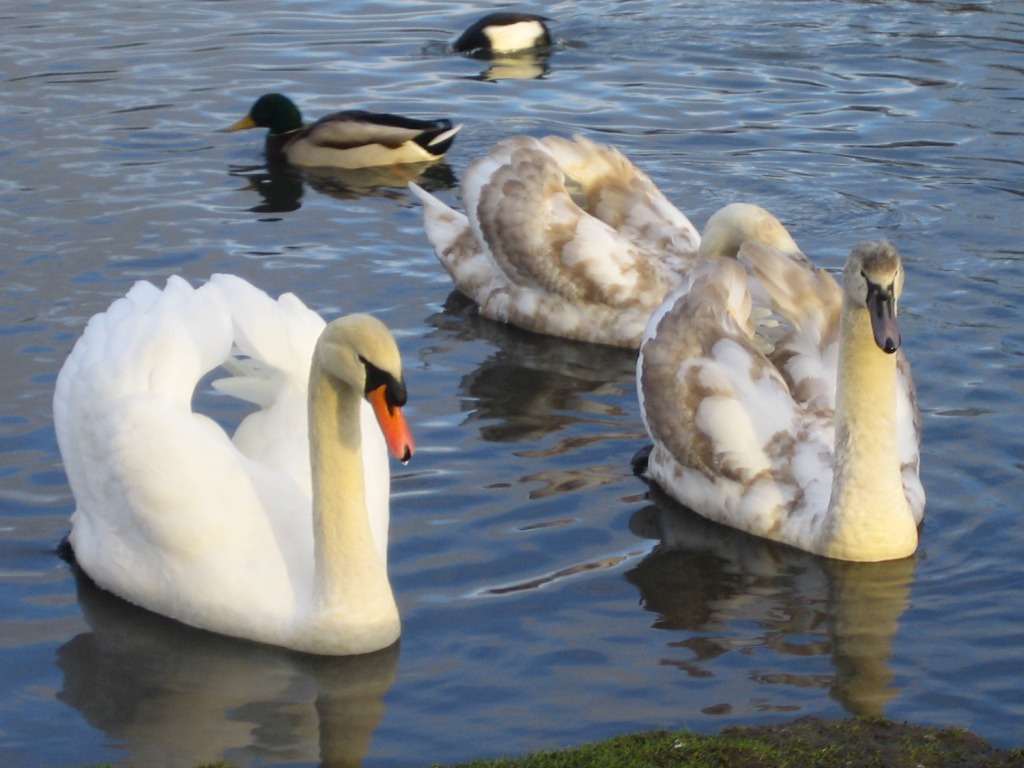 Swan Parent and Children jigsaw puzzle in Animals puzzles on TheJigsawPuzzles.com