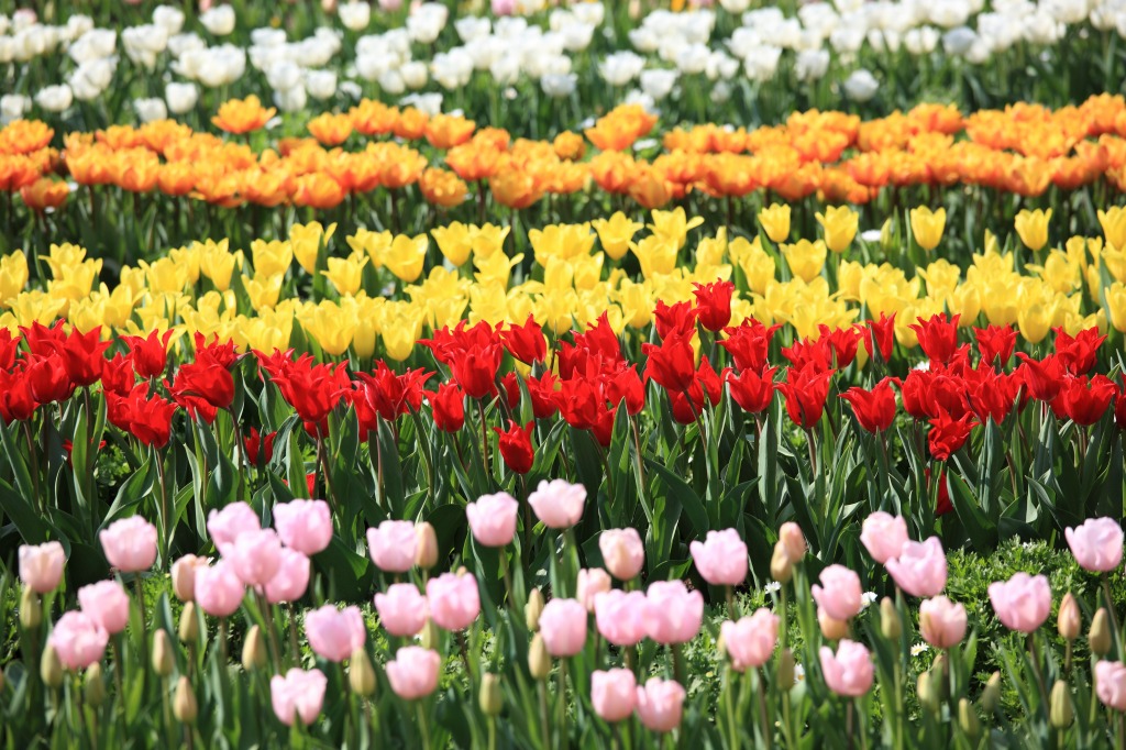 Parque de Flores de Kagoshima, Japão jigsaw puzzle in Flores puzzles on TheJigsawPuzzles.com