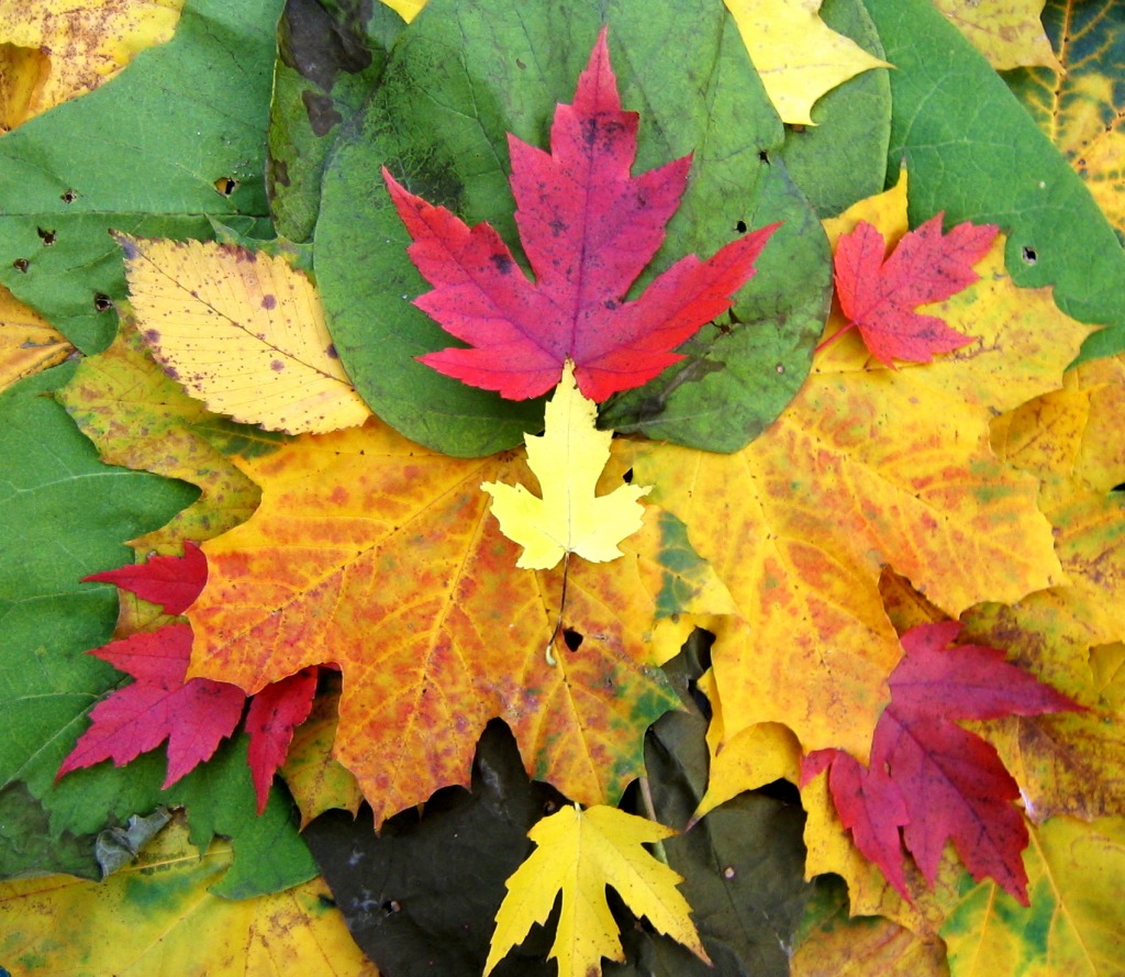 Autumn Leaves jigsaw puzzle in Puzzle of the Day puzzles on TheJigsawPuzzles.com