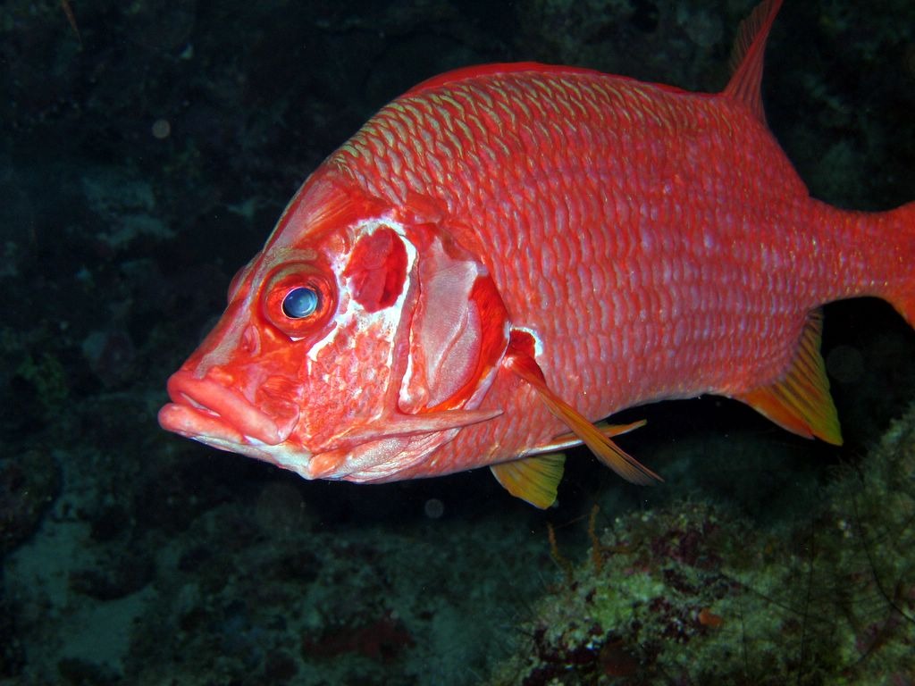 Sabre Squirrelfish jigsaw puzzle in Under the Sea puzzles on TheJigsawPuzzles.com