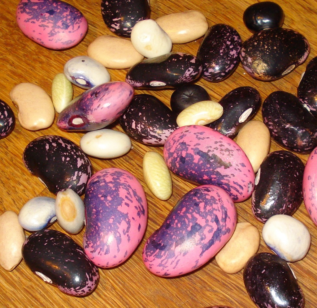 Beautiful Beans jigsaw puzzle in Fruits & Veggies puzzles on TheJigsawPuzzles.com