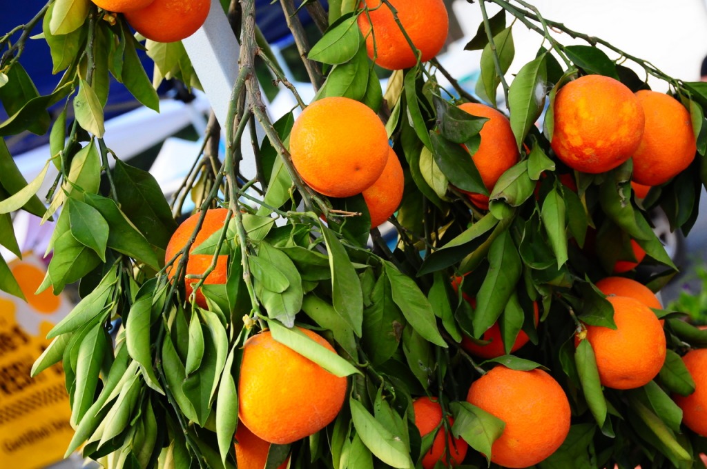 Oranges jigsaw puzzle in Fruits & Légumes puzzles on TheJigsawPuzzles.com