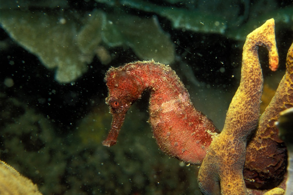 Seahorse, Arraial do Cabo, Brazil jigsaw puzzle in Under the Sea puzzles on TheJigsawPuzzles.com