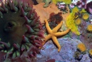 Blood Star with Fish-eating Anemone