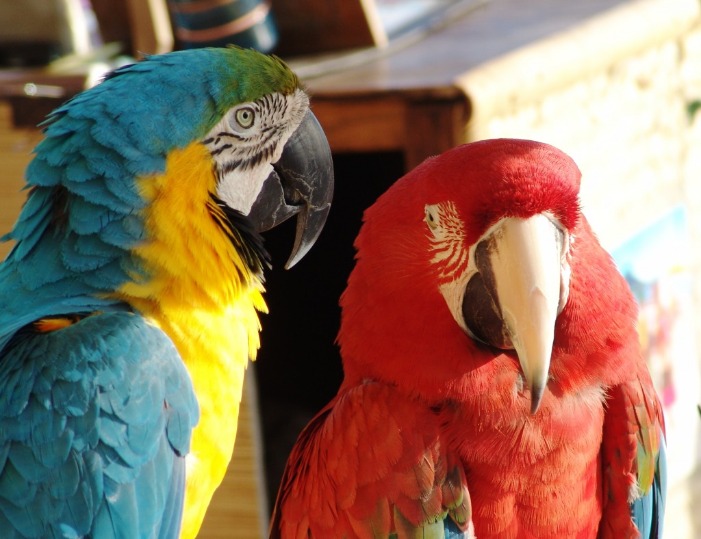 Blue and Yellow & Scarlet Macaws jigsaw puzzle in Animals puzzles on TheJigsawPuzzles.com