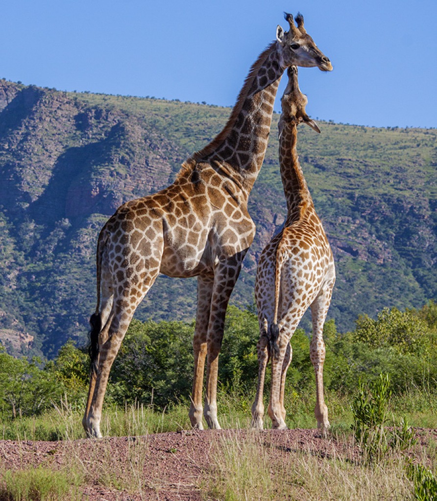 Giraffe Calf and Mother jigsaw puzzle in Animals puzzles on TheJigsawPuzzles.com
