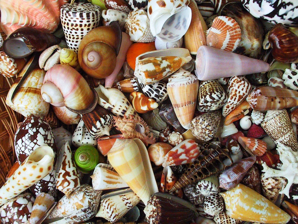 Coquillages de mer jigsaw puzzle in Macrophotographie puzzles on TheJigsawPuzzles.com