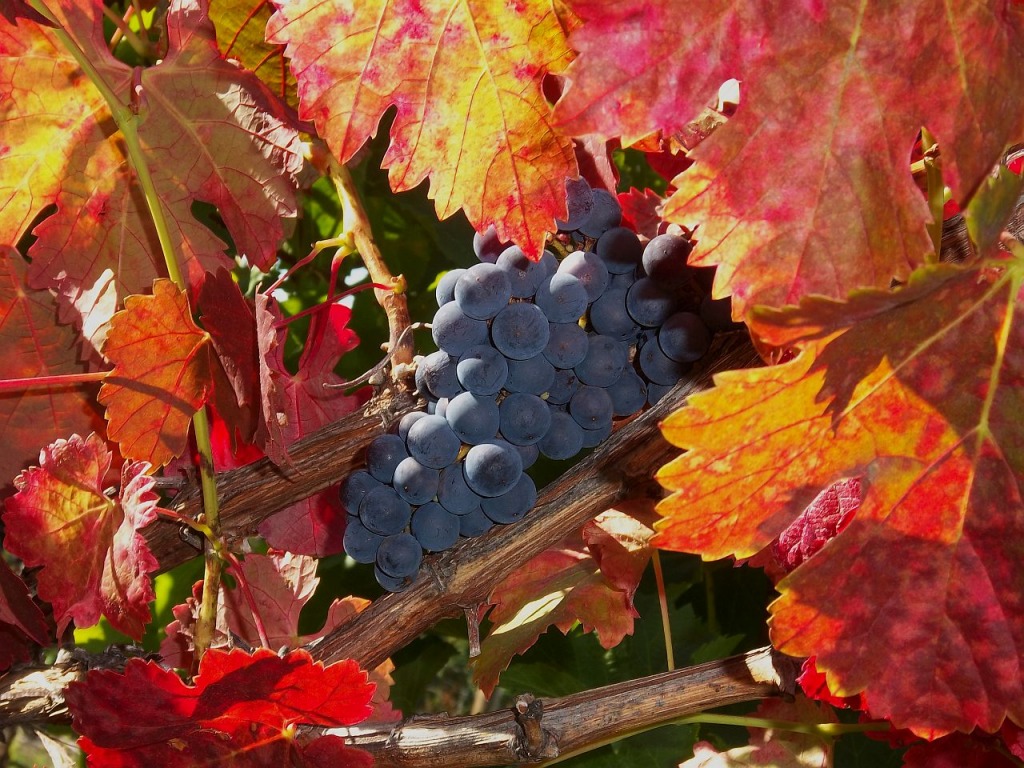 Осенние цвета в винограднике jigsaw puzzle in Фрукты и Овощи puzzles on TheJigsawPuzzles.com