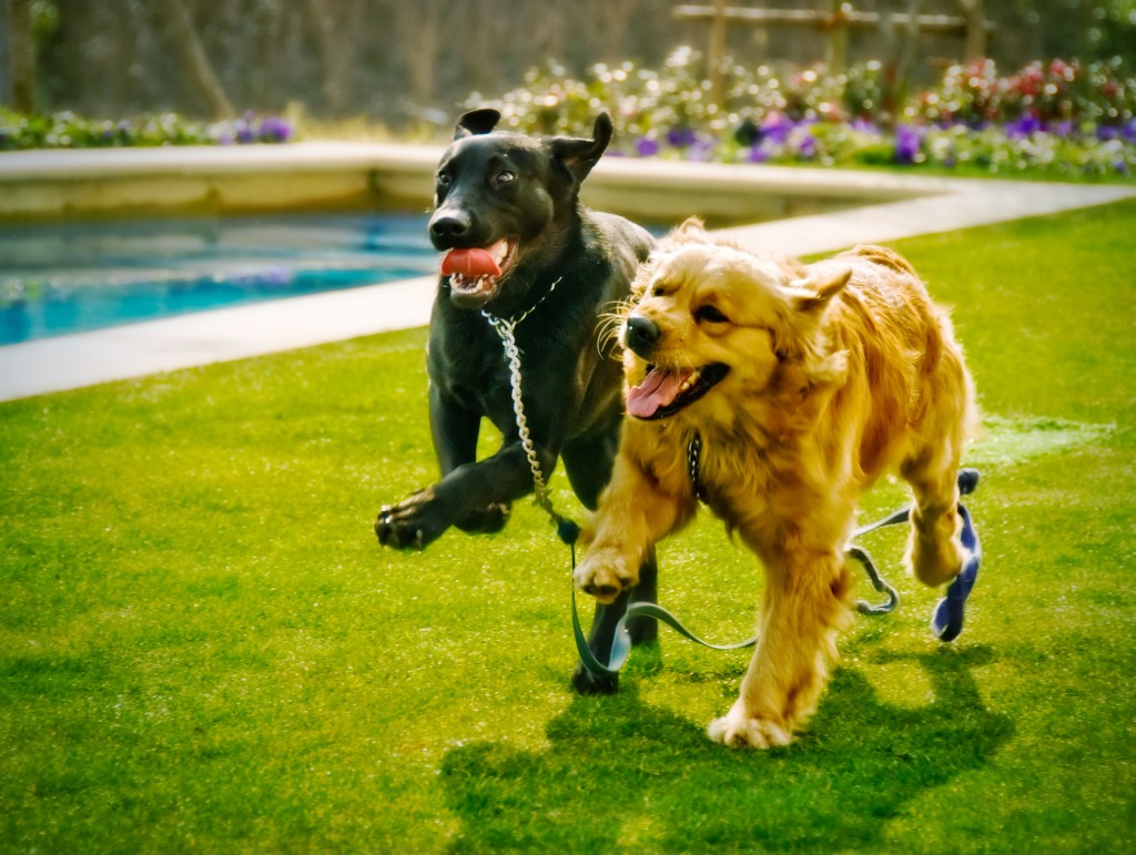 Black Labrador and Golden Retriever jigsaw puzzle in Puzzle of the Day puzzles on TheJigsawPuzzles.com