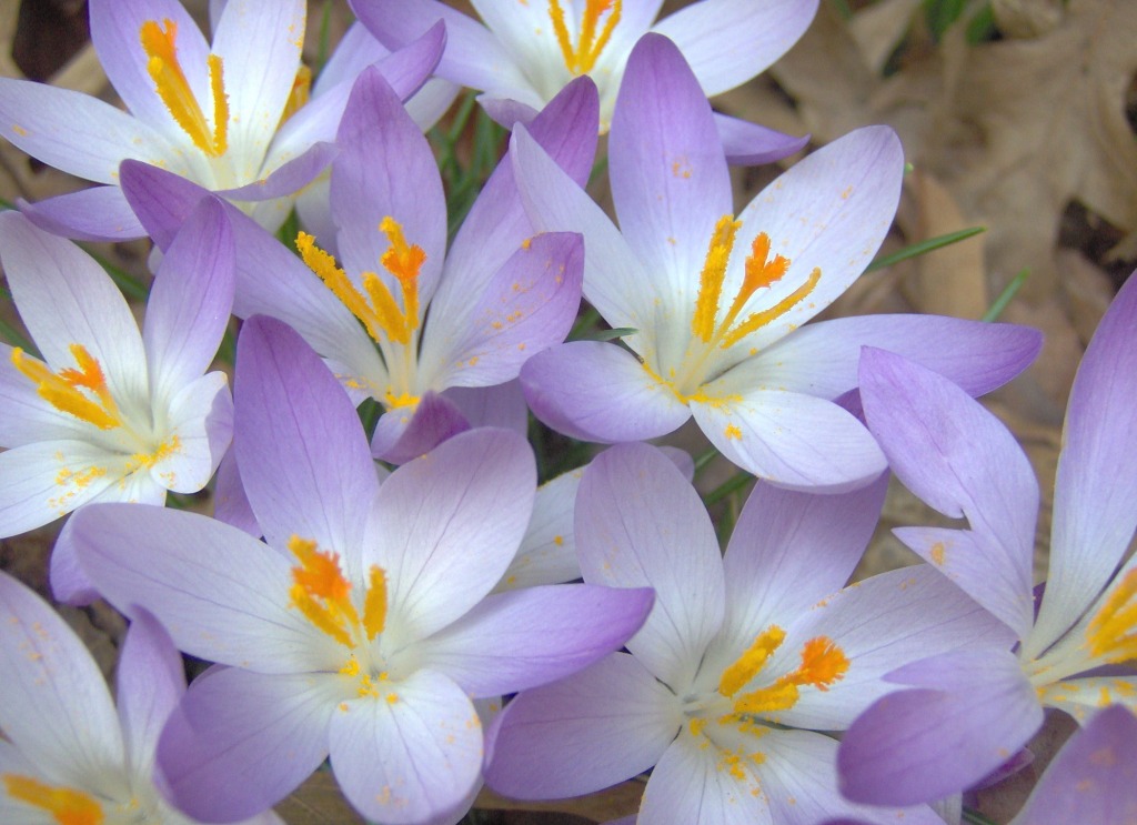 A Gaggle of Croci jigsaw puzzle in Flowers puzzles on TheJigsawPuzzles.com