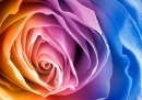 Vibrant Rose Macro