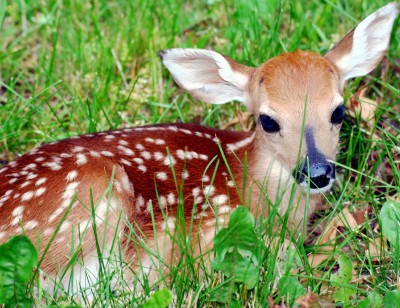 Whitetail Fawn Deer, West Virginia jigsaw puzzle in Animals puzzles on ...