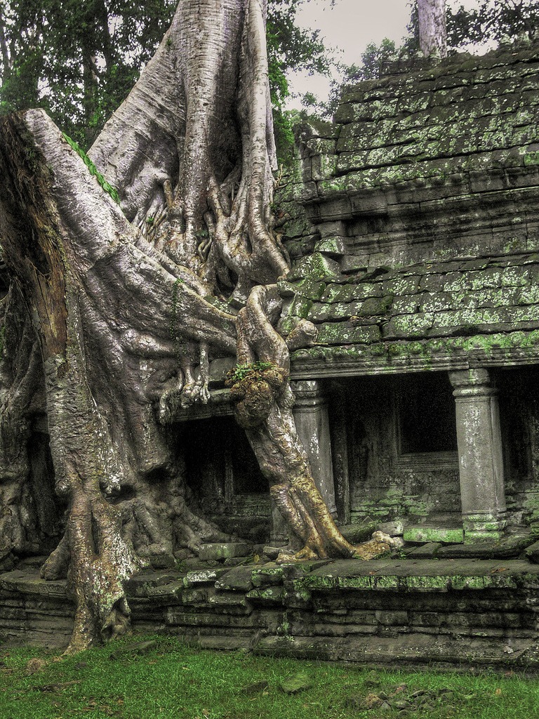 Arbre d'Angkor Wat, Cambodge jigsaw puzzle in Magnifiques vues puzzles on TheJigsawPuzzles.com