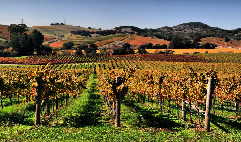 Vineyards in Napa Valley jigsaw puzzle in Great Sightings puzzles on TheJigsawPuzzles.com