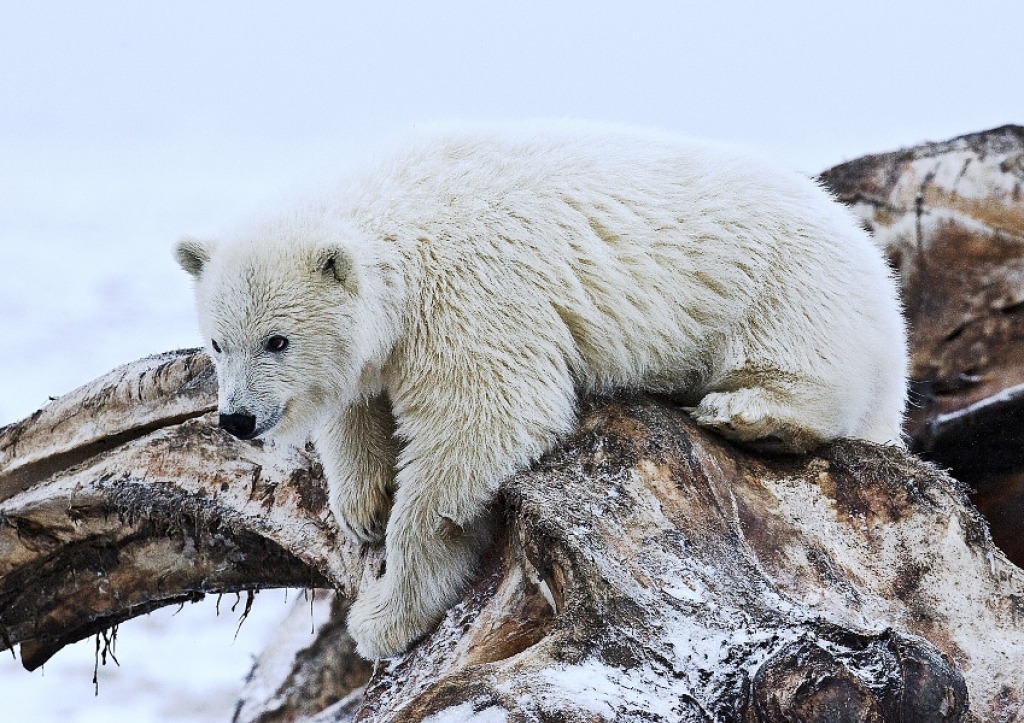 Медвежонок полярного медведя, Национальный Арктический заповедник jigsaw puzzle in Животные puzzles on TheJigsawPuzzles.com