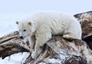 Polar Bear Cub, Arctic National Wildlife Refuge