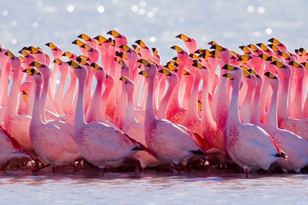 Mating Ritual: James's Flamingo jigsaw puzzle in Animals puzzles on TheJigsawPuzzles.com