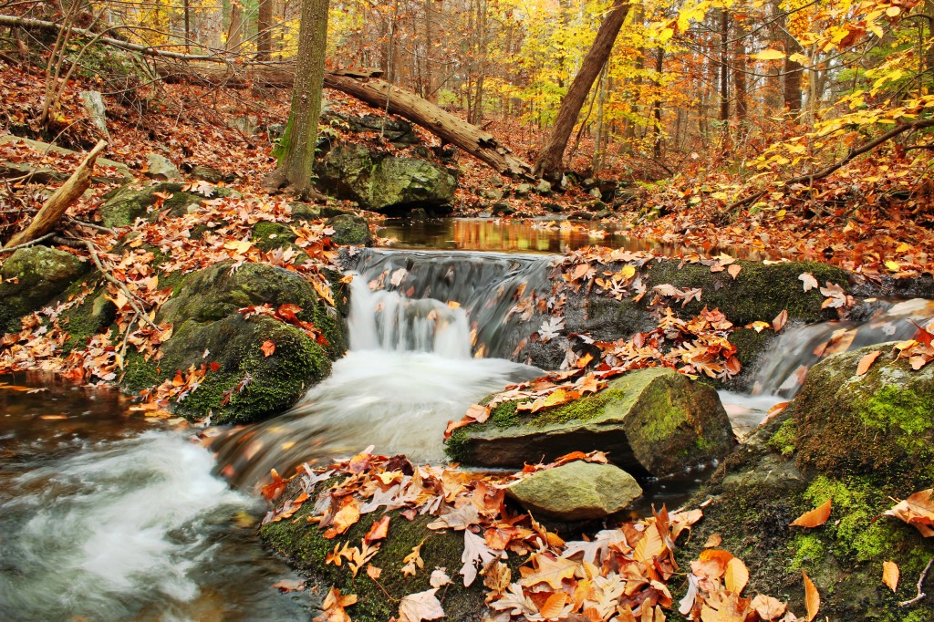Michaux State Forest, Pennsylvania jigsaw puzzle in Waterfalls puzzles on TheJigsawPuzzles.com