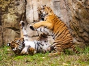 Malayan Tiger Cubs