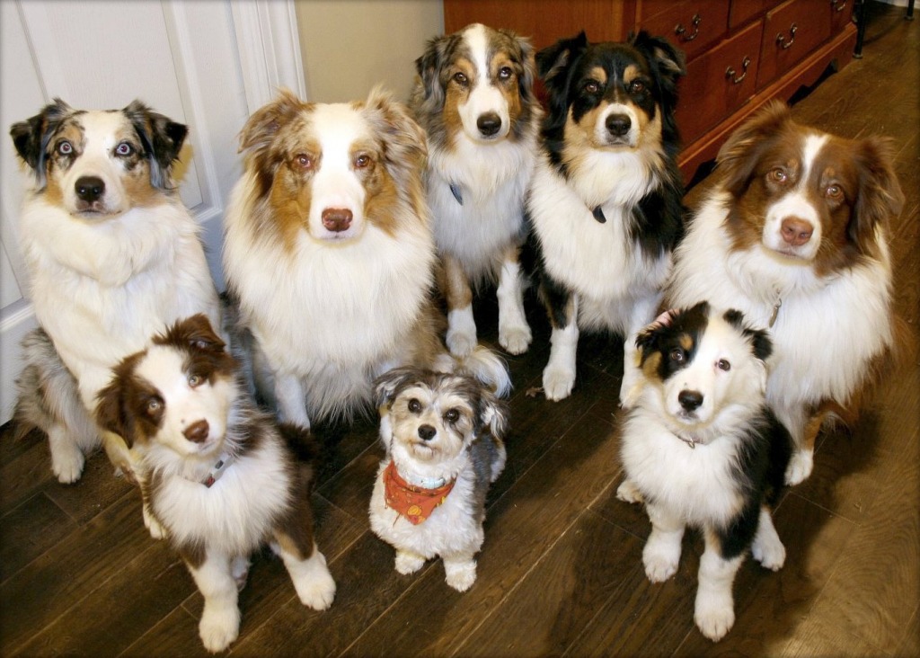 Acht Hunde sind immer noch genug jigsaw puzzle in Tiere puzzles on TheJigsawPuzzles.com