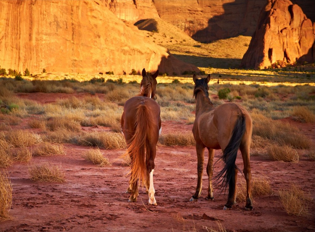 Horses inside Navajo Tribal Park, Monument Valley jigsaw puzzle in Animals puzzles on TheJigsawPuzzles.com