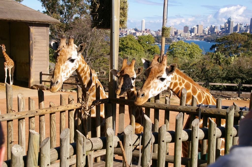 Giraffen in dem Taronga-Zoo, Australien jigsaw puzzle in Tiere puzzles on TheJigsawPuzzles.com