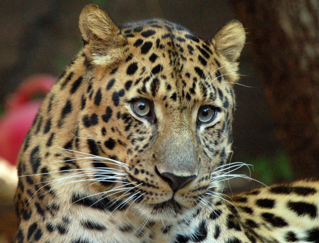 Amur Leopard jigsaw puzzle in Animals puzzles on TheJigsawPuzzles.com
