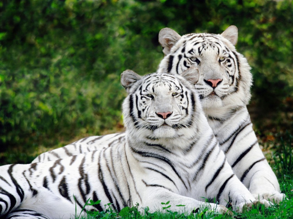 White Tigers jigsaw puzzle in Animals puzzles on TheJigsawPuzzles.com