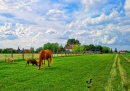 Horses in the Countryside