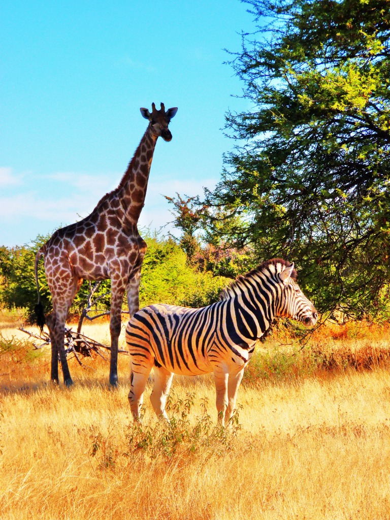 Zebra and Giraffe in Namibia jigsaw puzzle in Animals puzzles on TheJigsawPuzzles.com