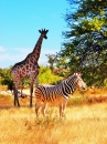 Zebra and Giraffe in Namibia