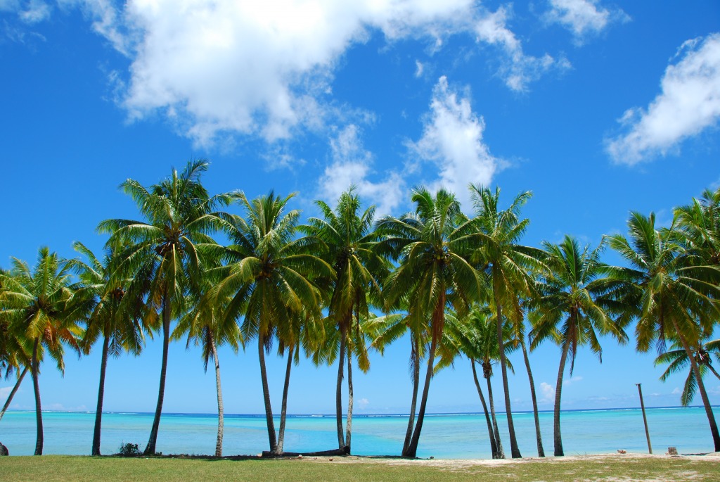 Palm Trees, Cook Islands jigsaw puzzle in Great Sightings puzzles on TheJigsawPuzzles.com