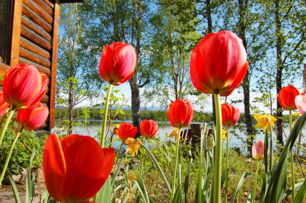 Tulips Stretching for the Warm Sun jigsaw puzzle in Flowers puzzles on TheJigsawPuzzles.com