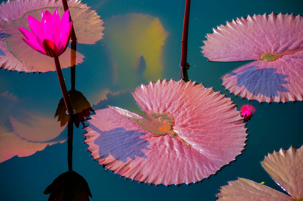 Lily Leaves in the Pond jigsaw puzzle in Flowers puzzles on TheJigsawPuzzles.com