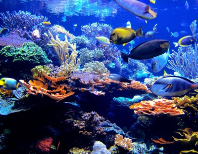 Atlantis Marine World jigsaw puzzle in Under the Sea puzzles on ...