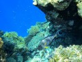 Sohal Surgeonfish, Red Sea, Egypt