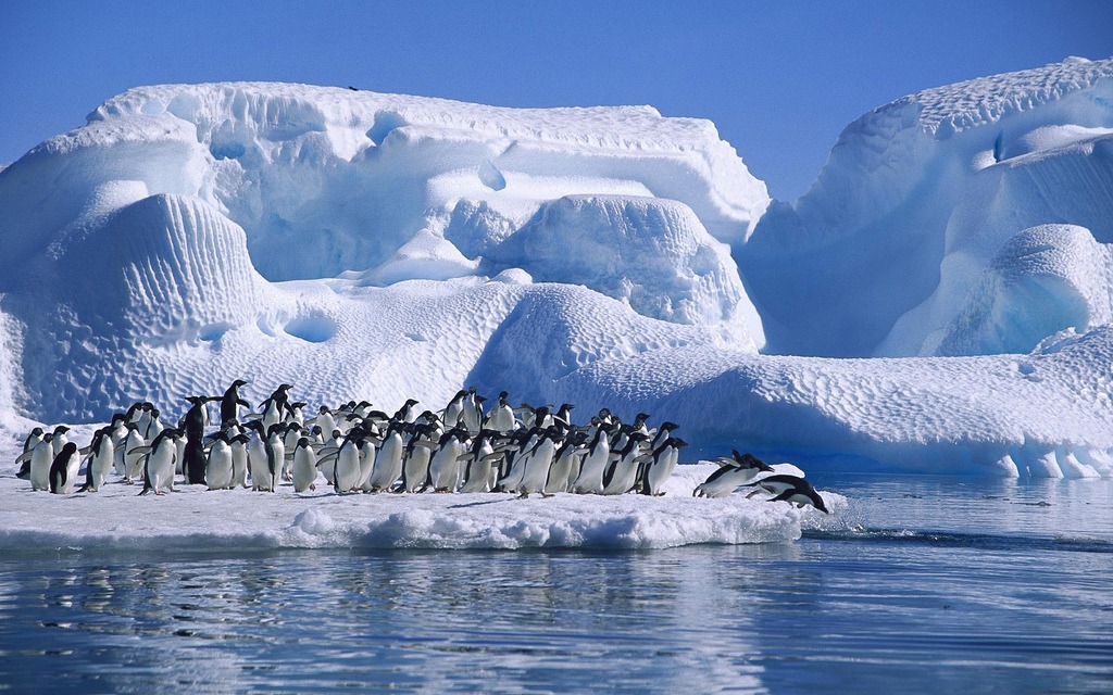 Adelie Penguins Diving jigsaw puzzle in Animals puzzles on TheJigsawPuzzles.com