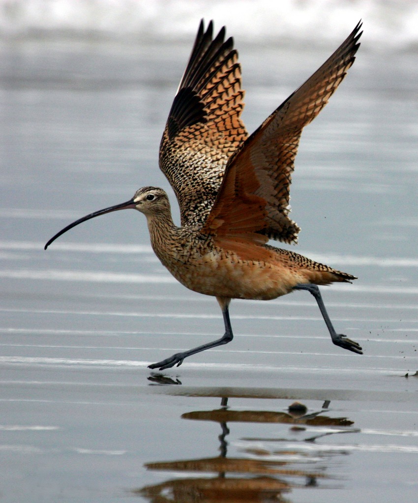 Long-billed Curlew jigsaw puzzle in Animals puzzles on TheJigsawPuzzles.com