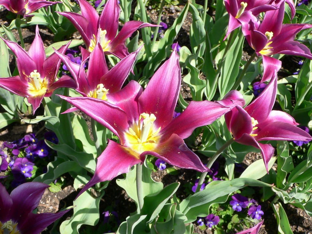 Lys et tulipes, Jardins de Longwood jigsaw puzzle in Fleurs puzzles on TheJigsawPuzzles.com