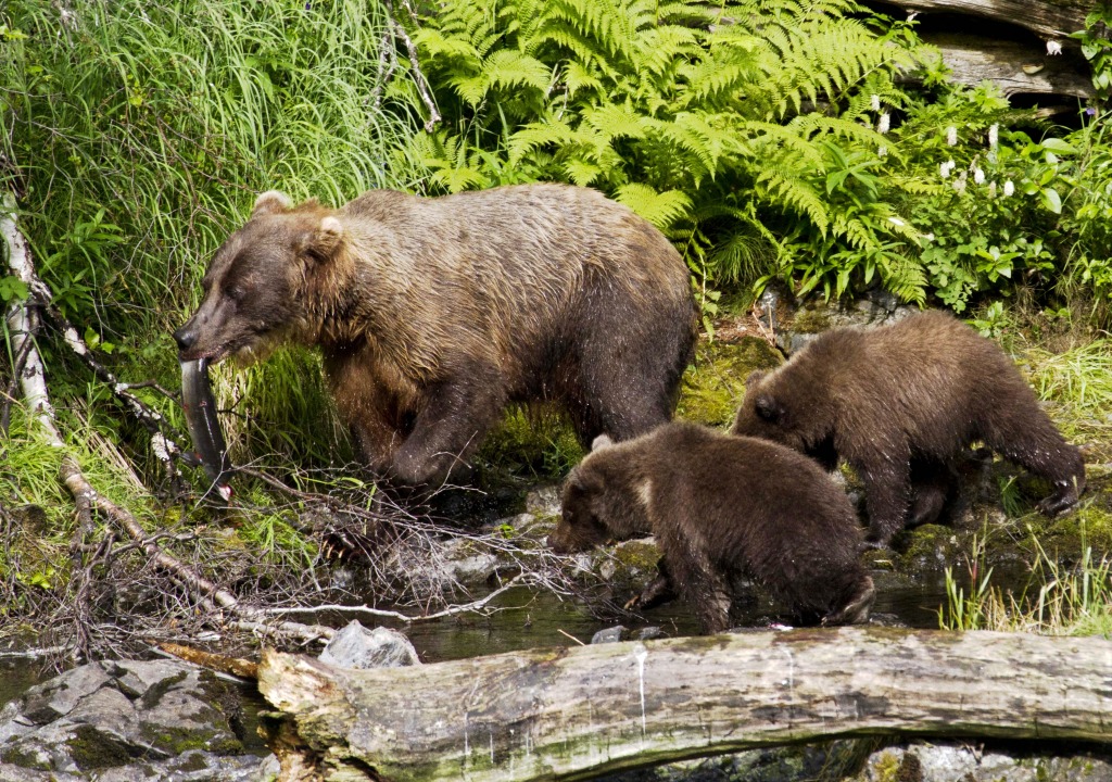 Bear Sow with Salmon and Cubs jigsaw puzzle in Animals puzzles on TheJigsawPuzzles.com