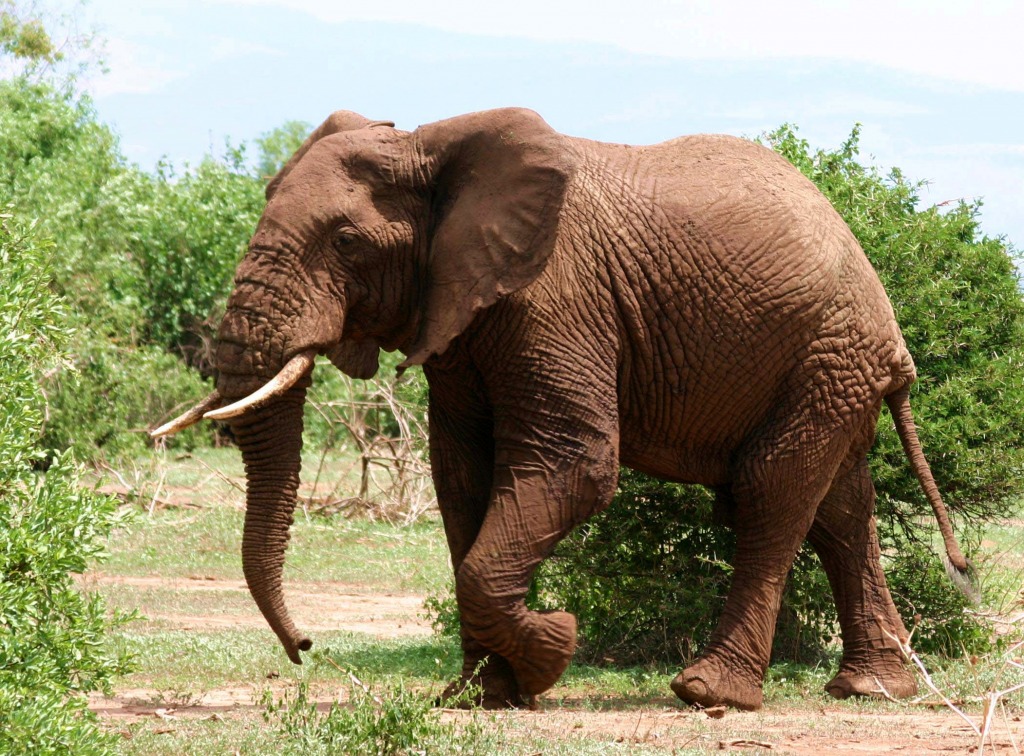 African Elephant Walking jigsaw puzzle in Animals puzzles on TheJigsawPuzzles.com