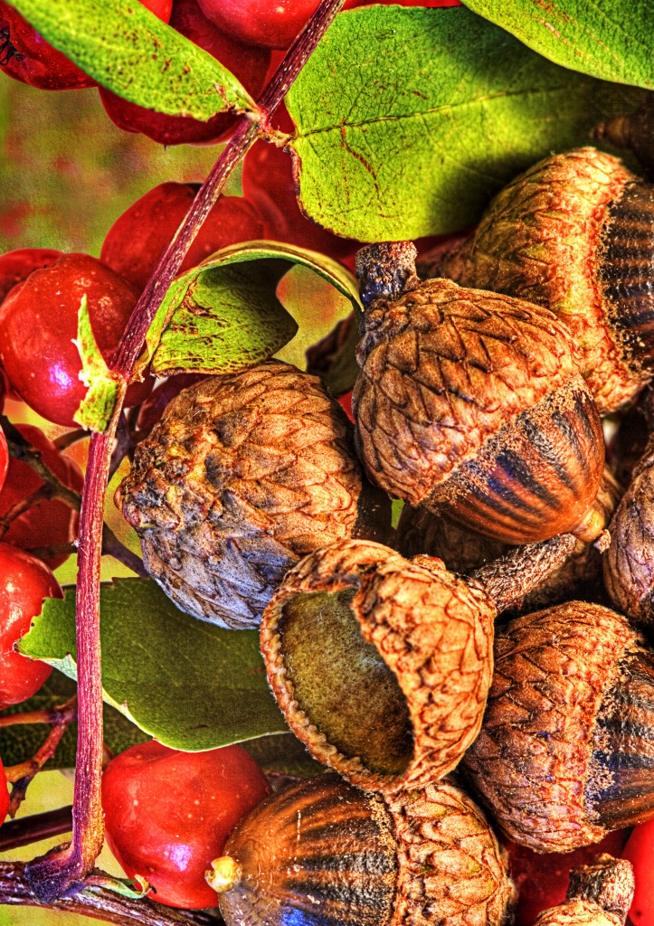 Bittersweet with Acorns jigsaw puzzle in Puzzle du jour puzzles on TheJigsawPuzzles.com