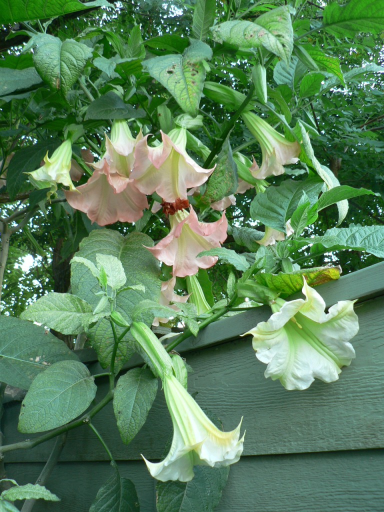 Brugmansia Florindo jigsaw puzzle in Flores puzzles on TheJigsawPuzzles.com