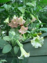 Brugmansia in Bloom