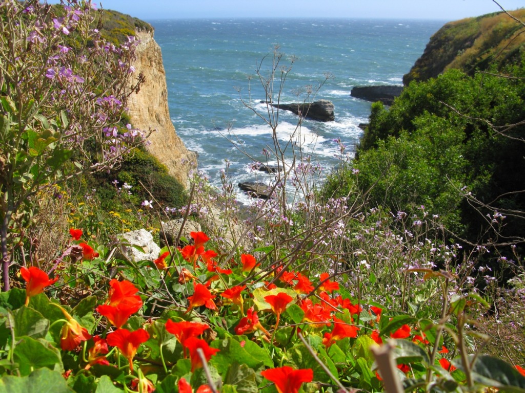 Cliffs and Flowers on the Pacific Coast jigsaw puzzle in Flowers puzzles on TheJigsawPuzzles.com
