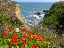 Cliffs and Flowers on the Pacific Coast
