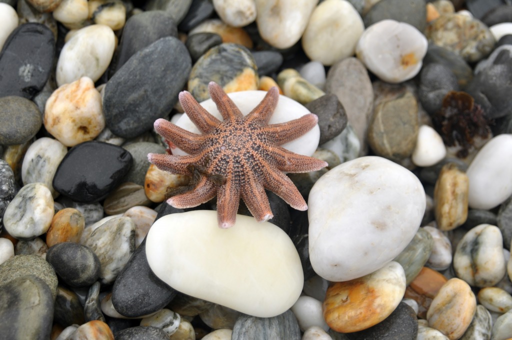 Starfish and Pebbles jigsaw puzzle in Under the Sea puzzles on TheJigsawPuzzles.com