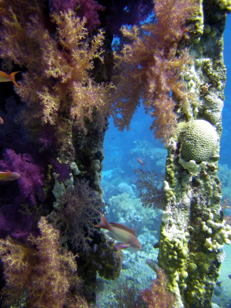 Coral on Yolanda Wreck jigsaw puzzle in Under the Sea puzzles on TheJigsawPuzzles.com